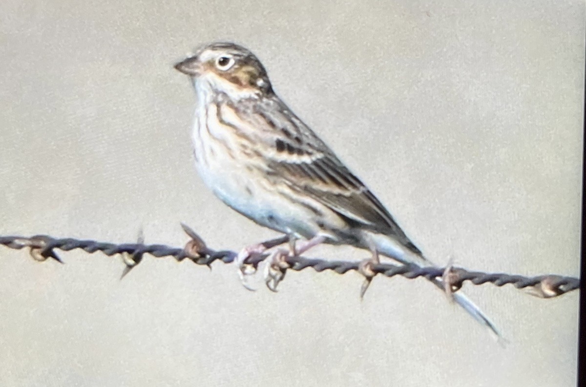 Vesper Sparrow - ML642837373