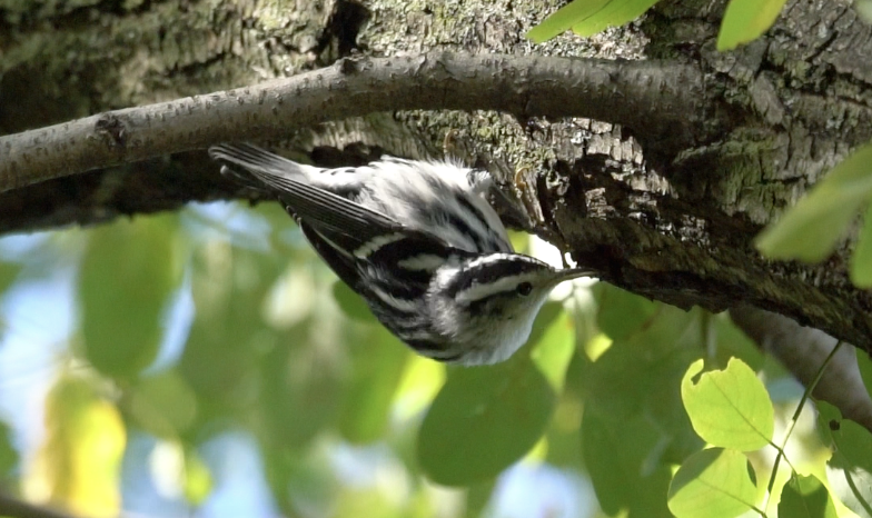 Black-and-white Warbler - ML642837374