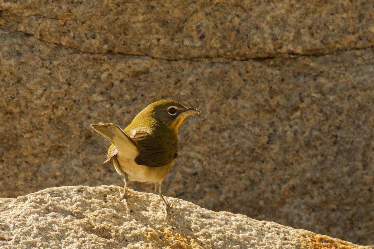 Yellow-breasted Chat - ML642837376