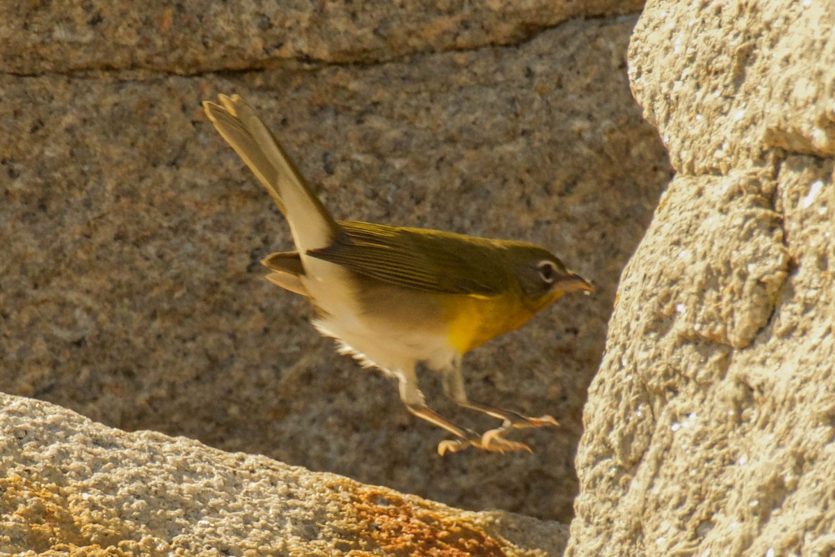 Yellow-breasted Chat - ML642837379