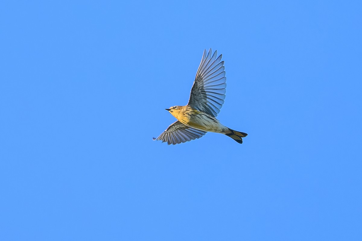 Yellow-rumped Warbler - ML642837384