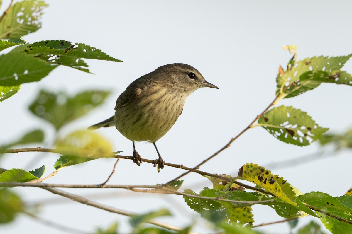Palm Warbler - ML642837385