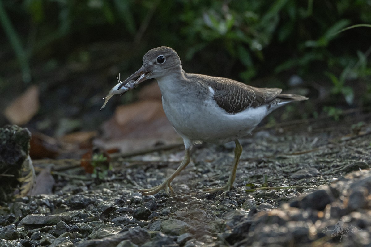 Spotted Sandpiper - ML642837391