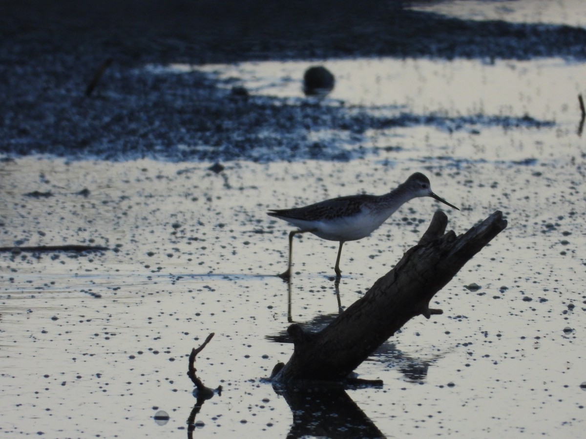 Marsh Sandpiper - ML642837394