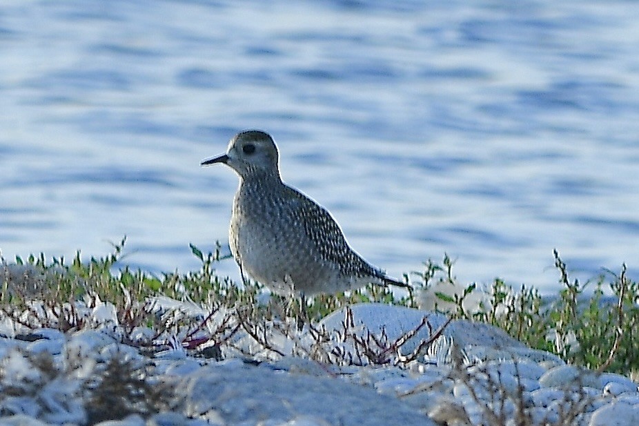 American Golden-Plover - ML642837396
