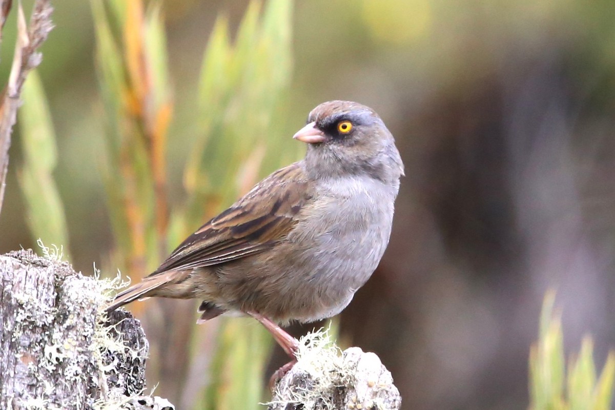 Volcano Junco - ML642837434