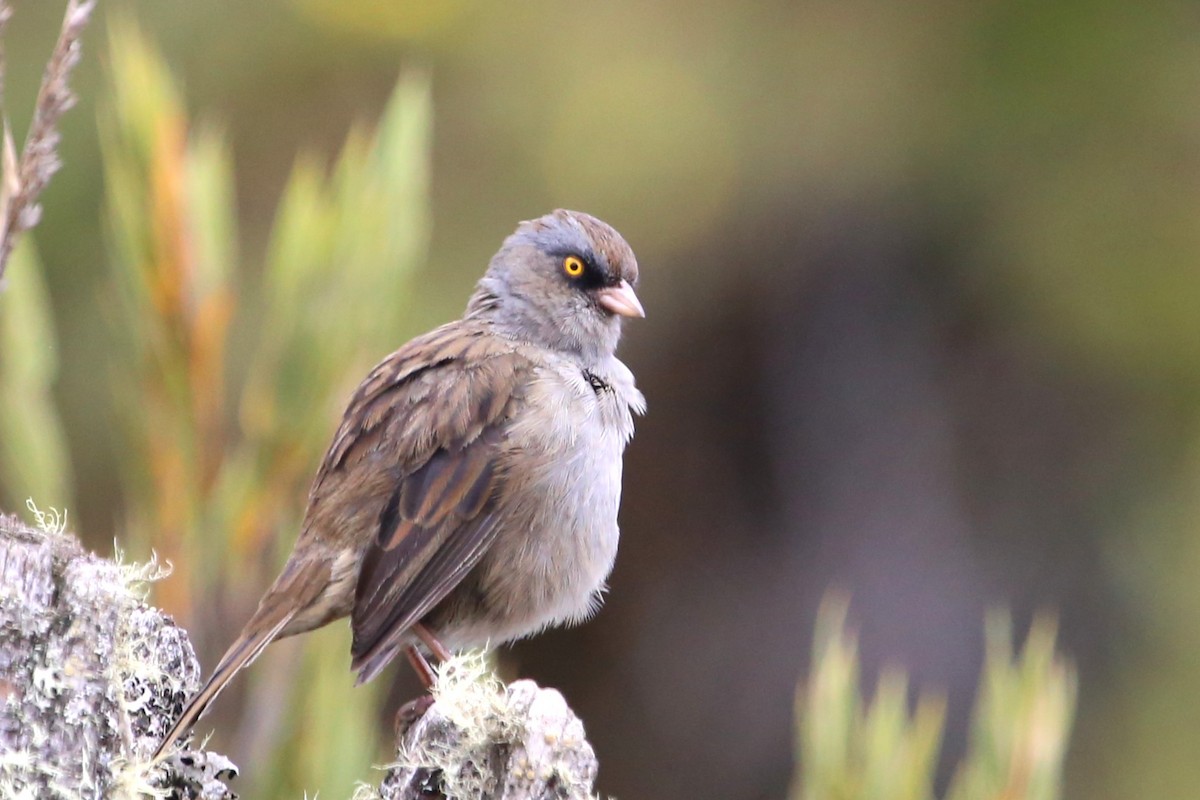 Volcano Junco - ML642837436