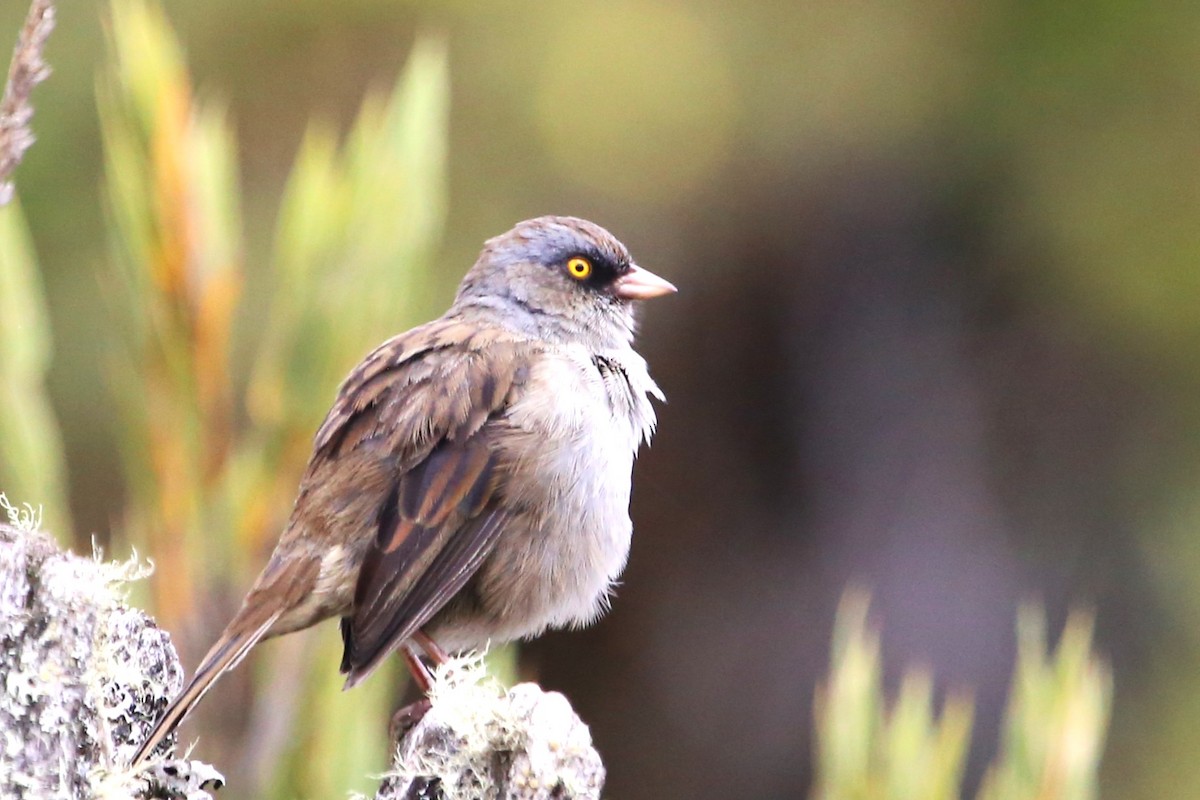 Volcano Junco - ML642837437