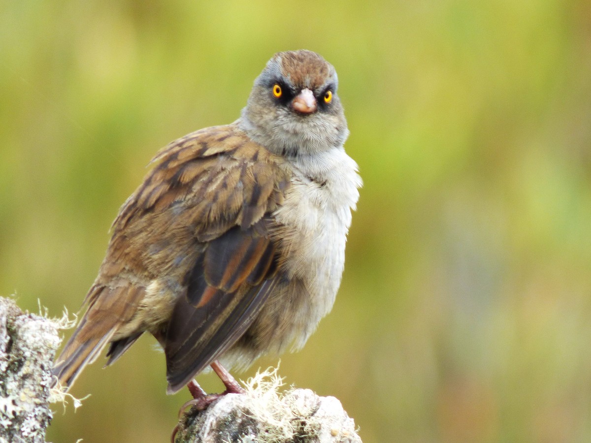 Volcano Junco - ML642837443