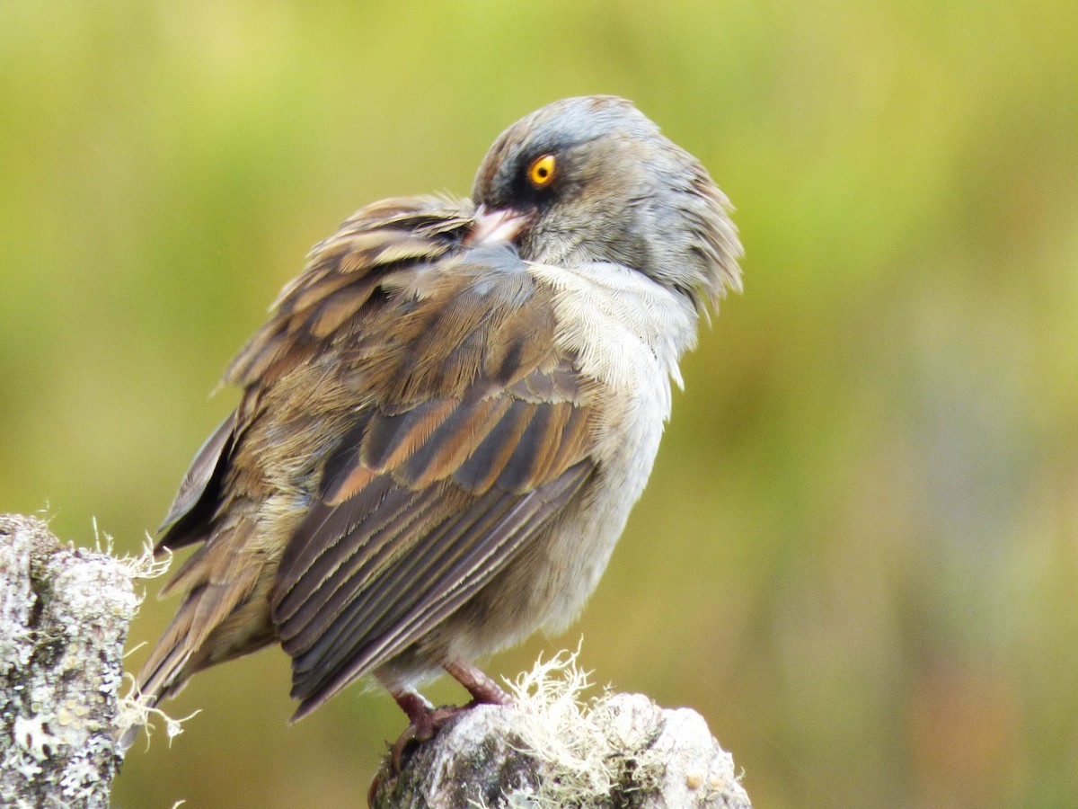 Volcano Junco - ML642837444