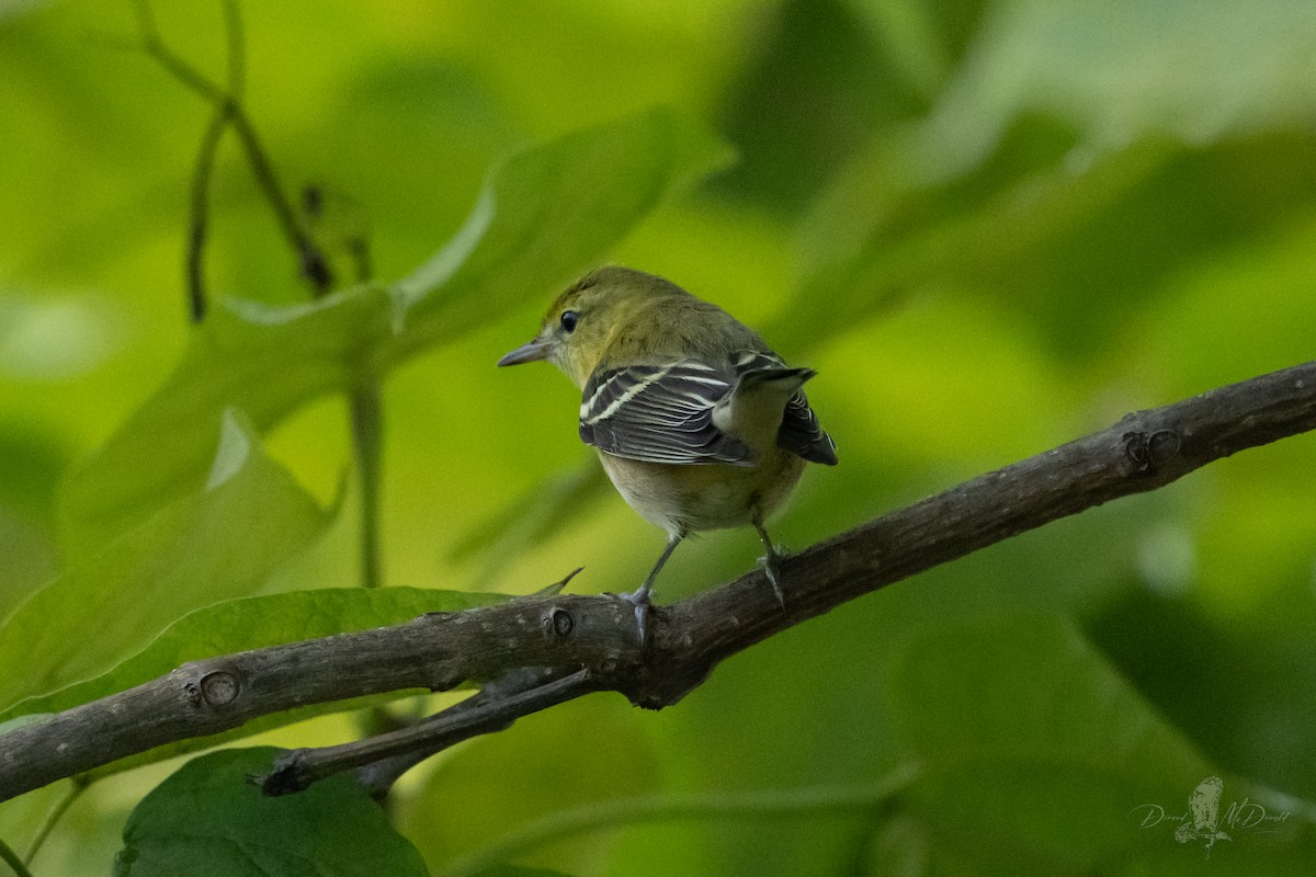 Bay-breasted Warbler - ML642837446