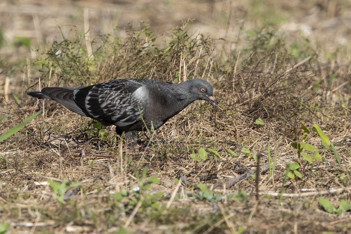Rock Pigeon (Feral Pigeon) - ML642837452