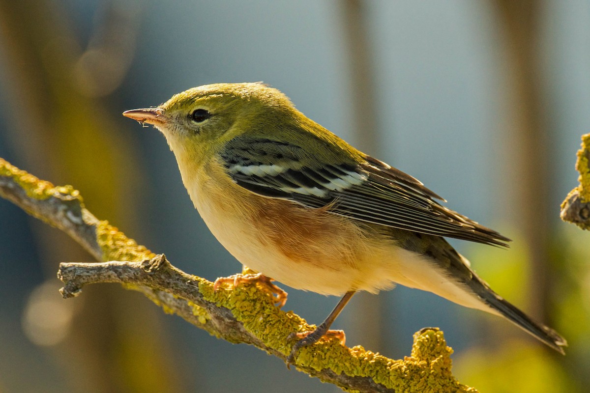 Bay-breasted Warbler - ML642837465