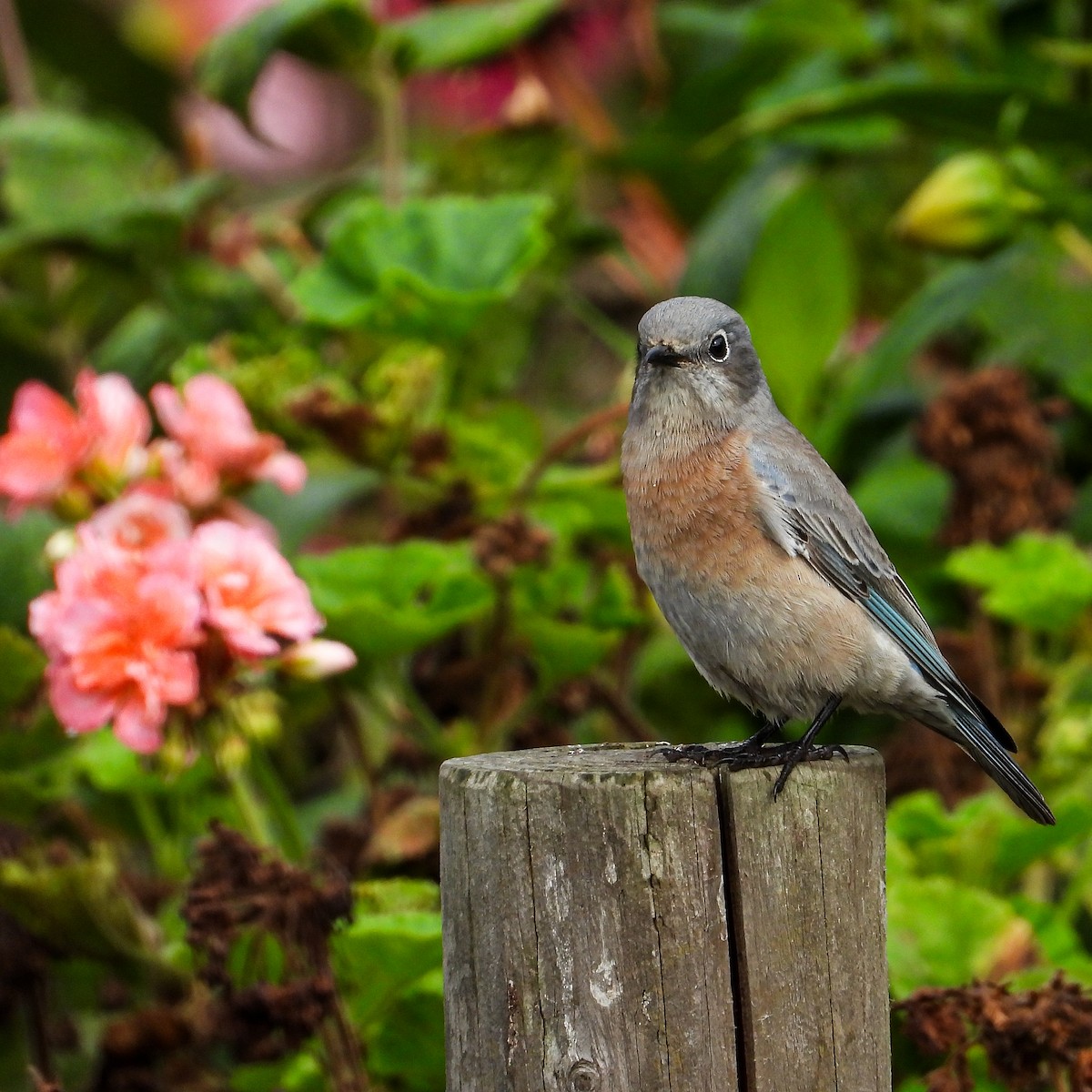 Western Bluebird - ML642837466