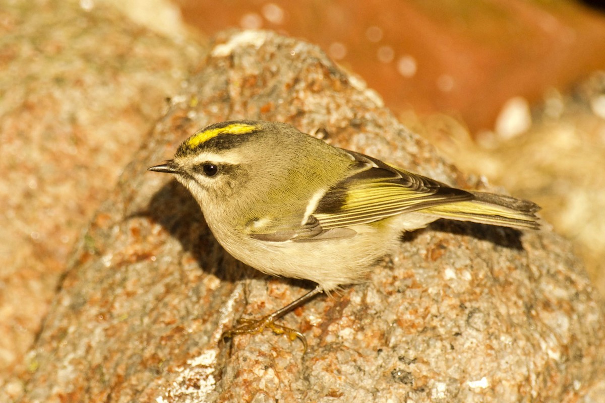 Golden-crowned Kinglet - ML642837468