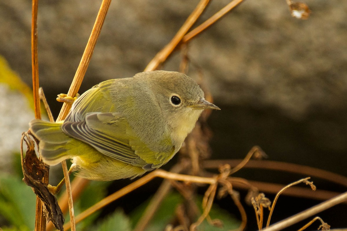 Nashville Warbler - ML642837471