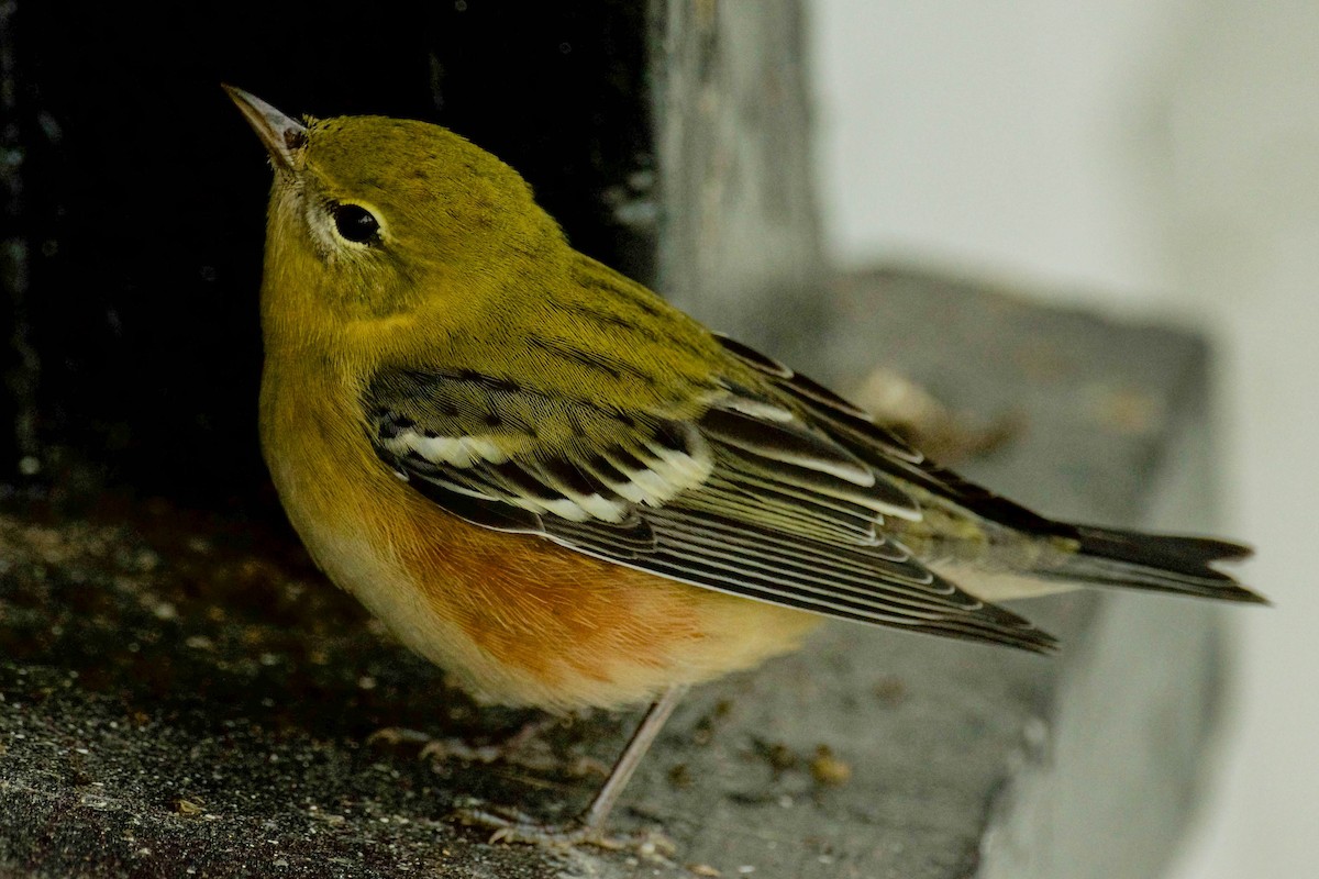 Bay-breasted Warbler - ML642837477