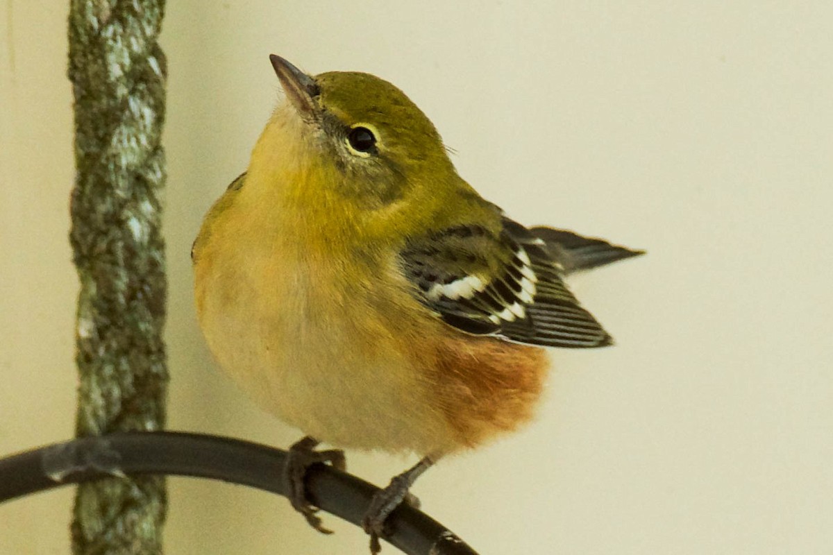 Bay-breasted Warbler - ML642837478