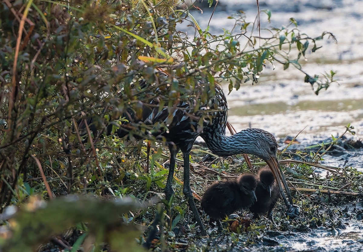 Limpkin - ML642837499