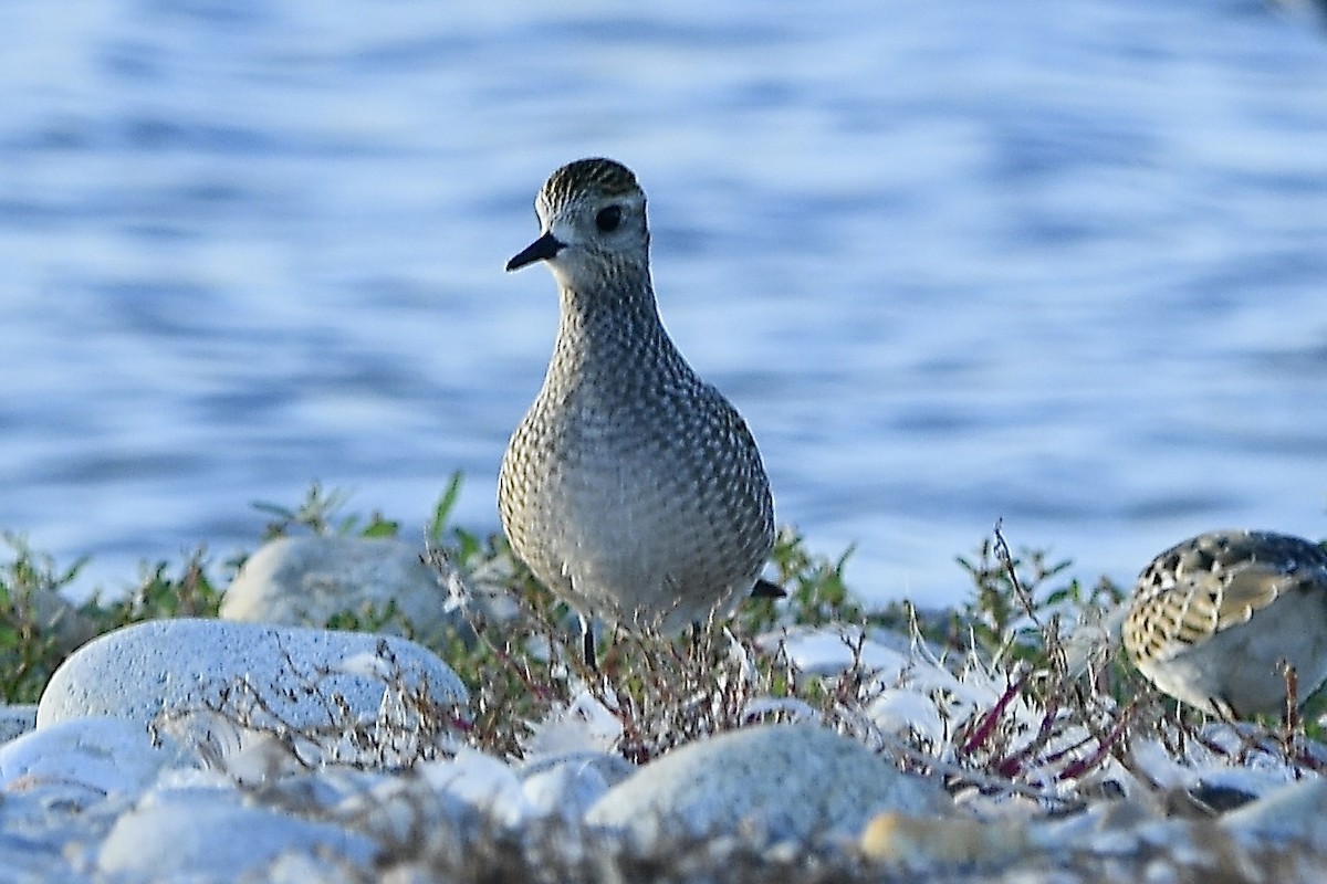 American Golden-Plover - ML642837500