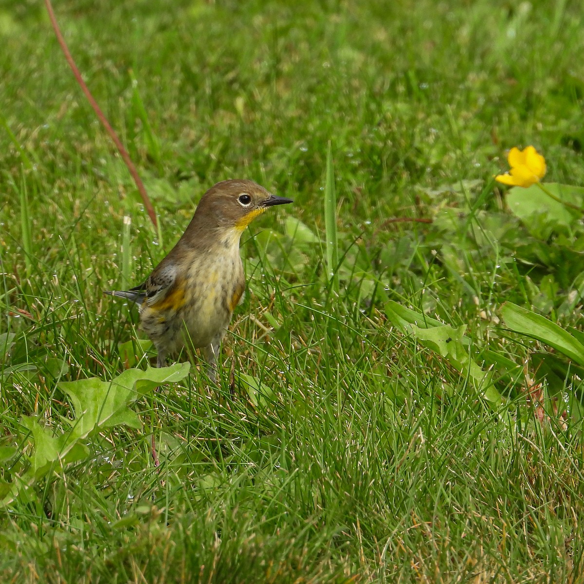 Yellow-rumped Warbler - ML642837506
