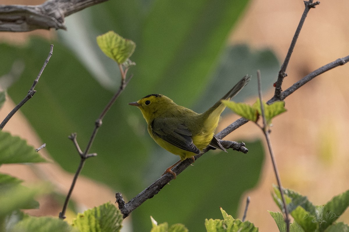Wilson's Warbler - ML642837508