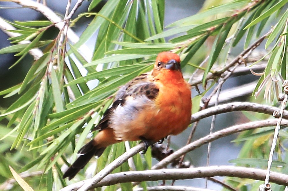 Flame-colored Tanager - ML642837509