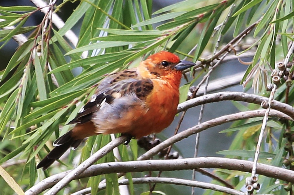 Flame-colored Tanager - ML642837510
