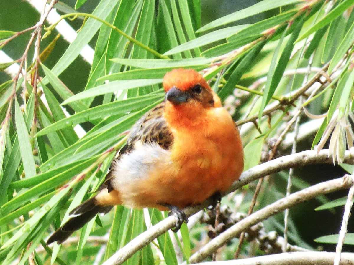 Flame-colored Tanager - ML642837511