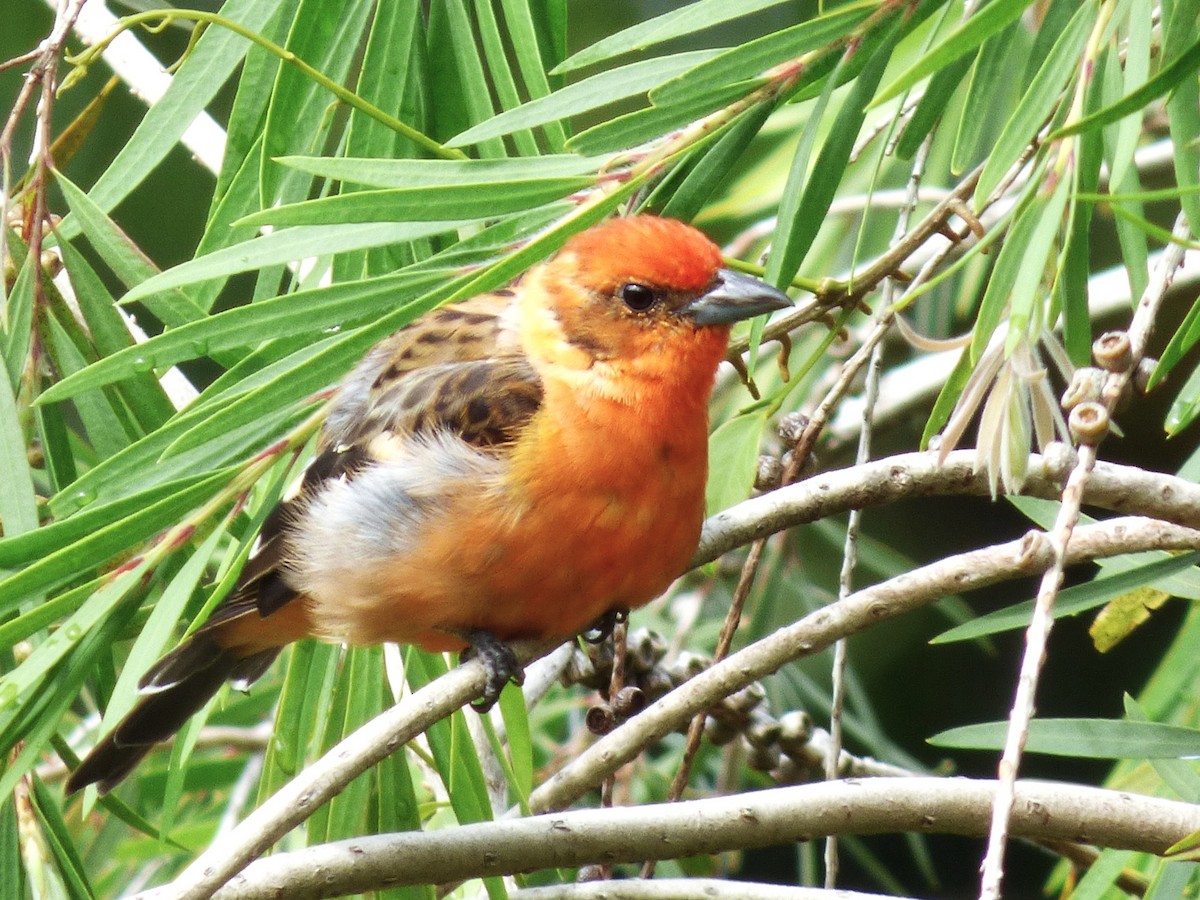 Flame-colored Tanager - ML642837512
