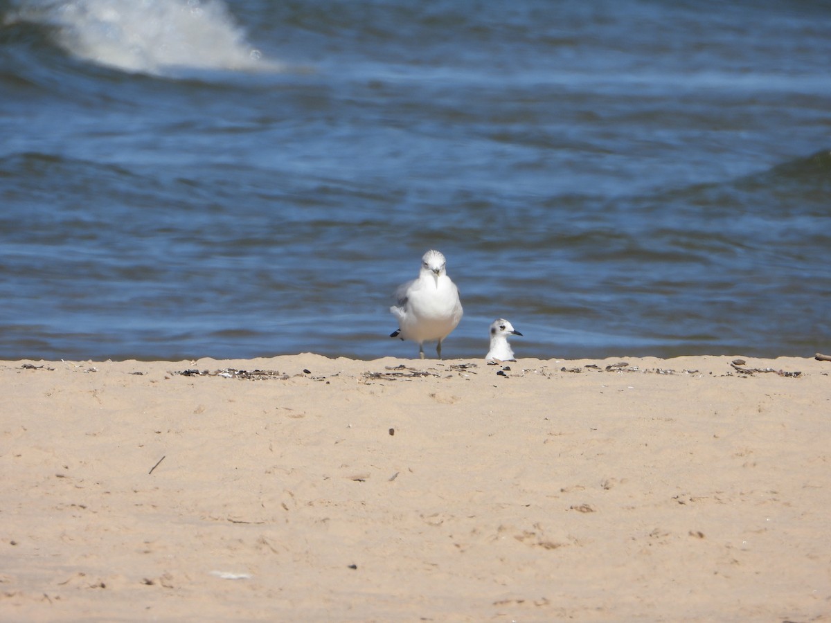 Bonaparte's Gull - ML642837513