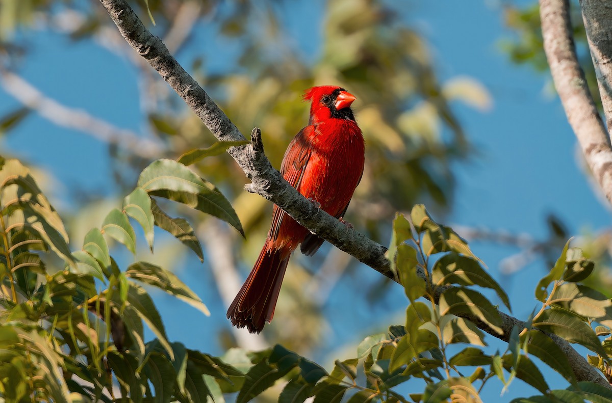 Northern Cardinal (Common) - ML642837525
