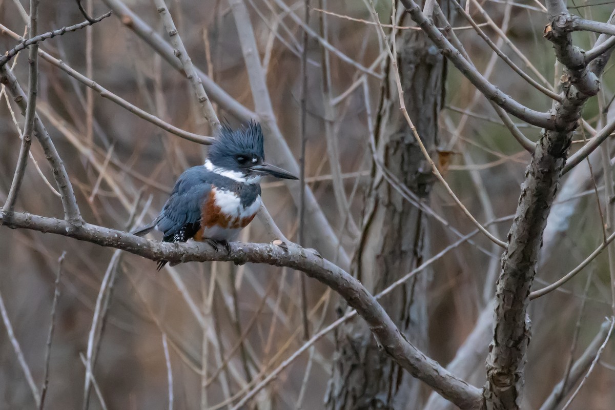 Belted Kingfisher - ML642837526