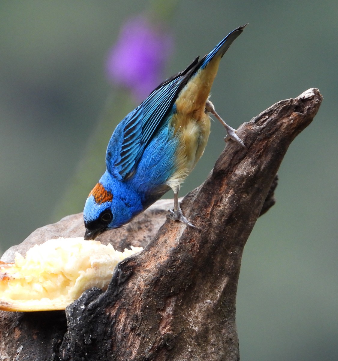 Golden-naped Tanager - ML642837536