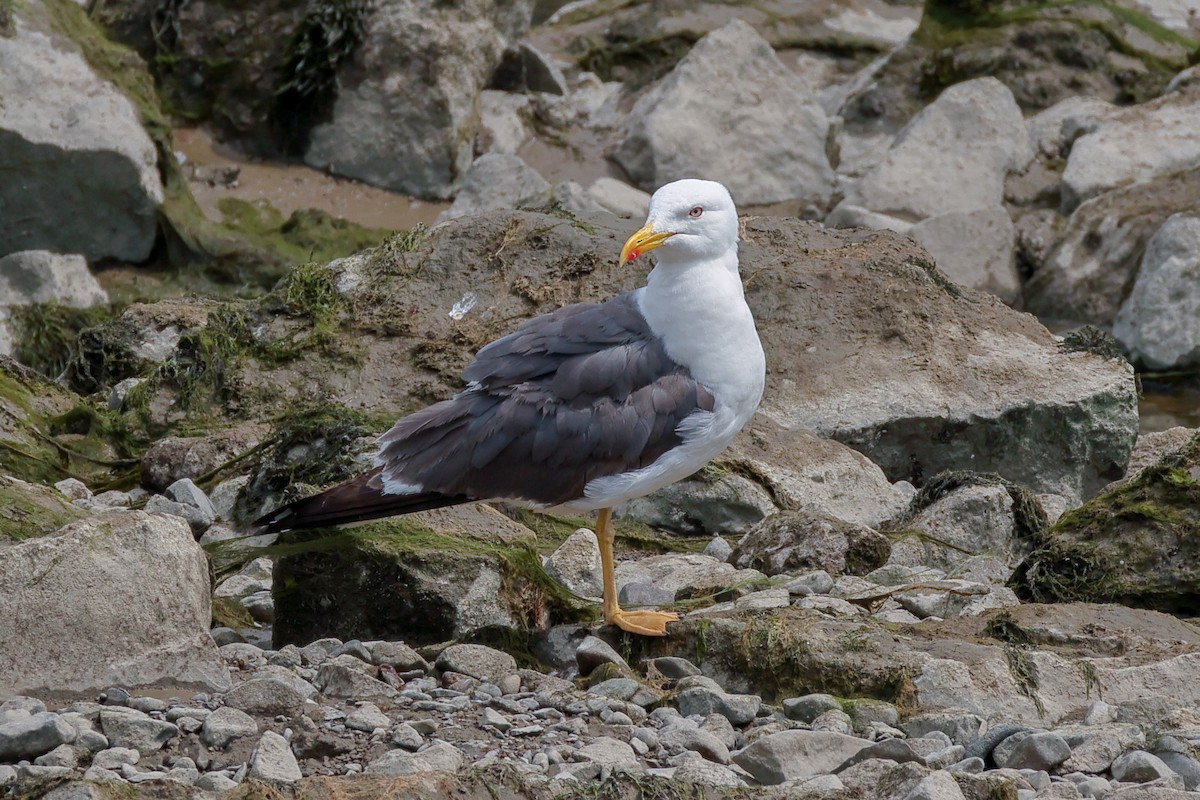 Lesser Black-backed Gull - ML642837541