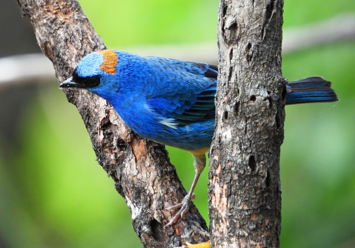 Golden-naped Tanager - ML642837546