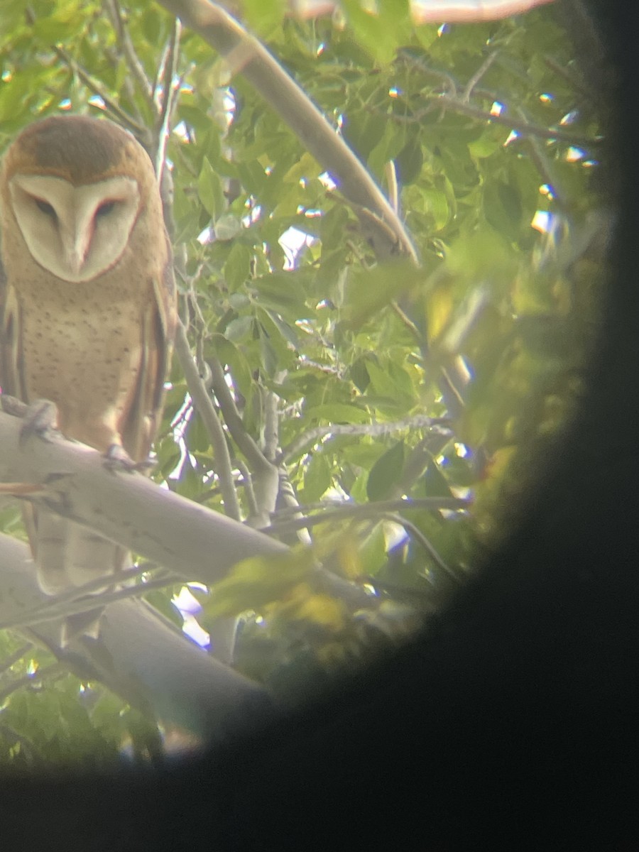 American Barn Owl - ML642837550