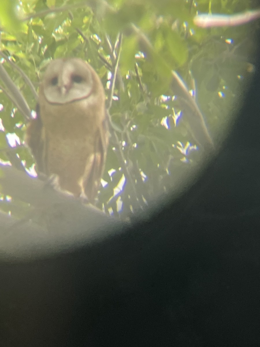 American Barn Owl - ML642837551