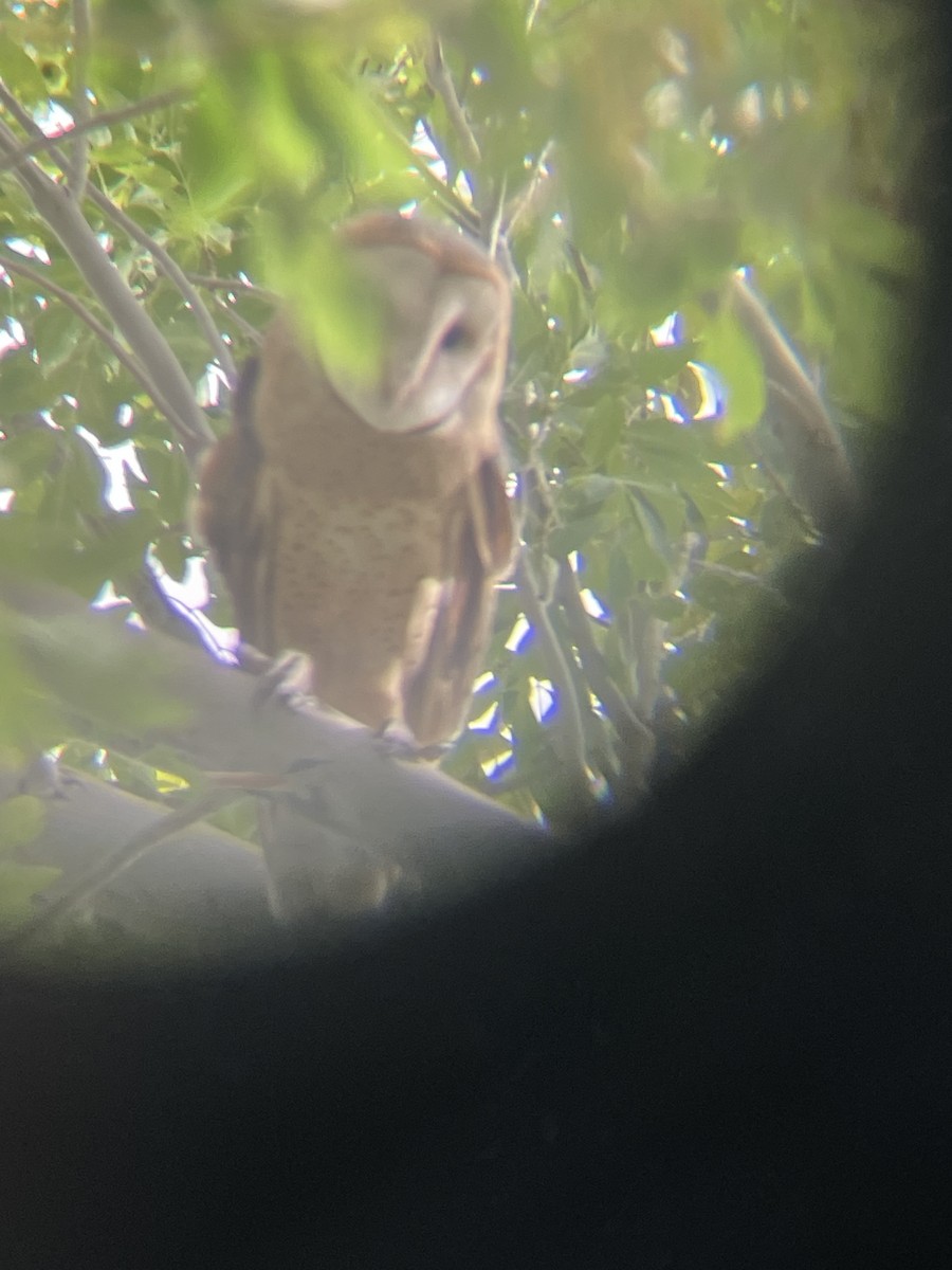 American Barn Owl - ML642837552