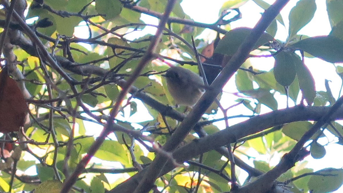 Ruby-crowned Kinglet - ML642837560