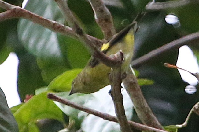 Yellow-bellied Siskin - ML642837565