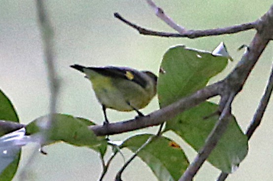 Yellow-bellied Siskin - ML642837567