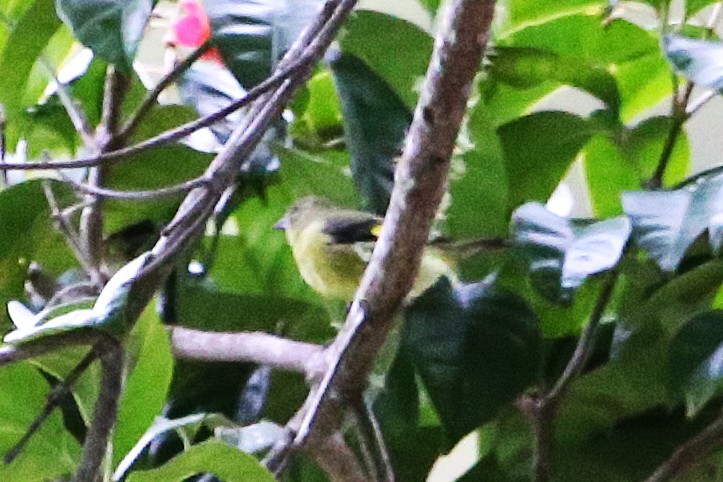 Yellow-bellied Siskin - ML642837568