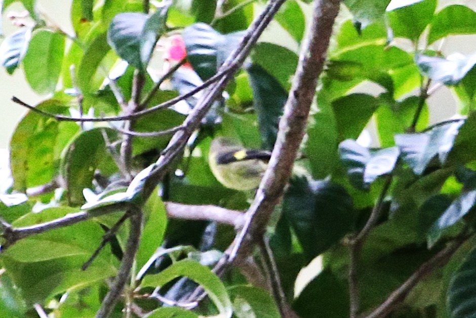 Yellow-bellied Siskin - ML642837569