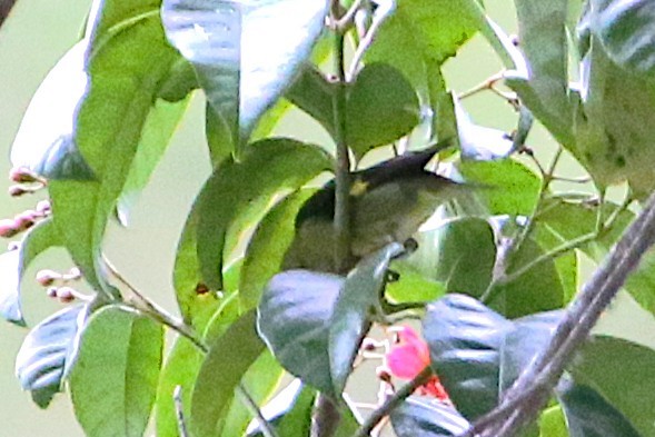 Yellow-bellied Siskin - ML642837570