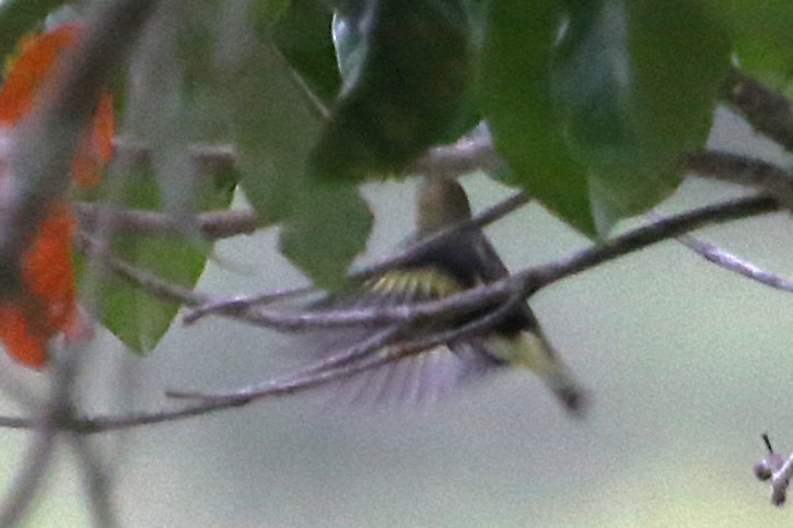 Yellow-bellied Siskin - ML642837572