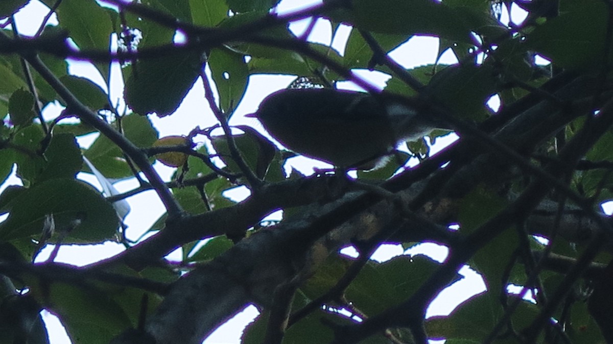 Ruby-crowned Kinglet - ML642837574