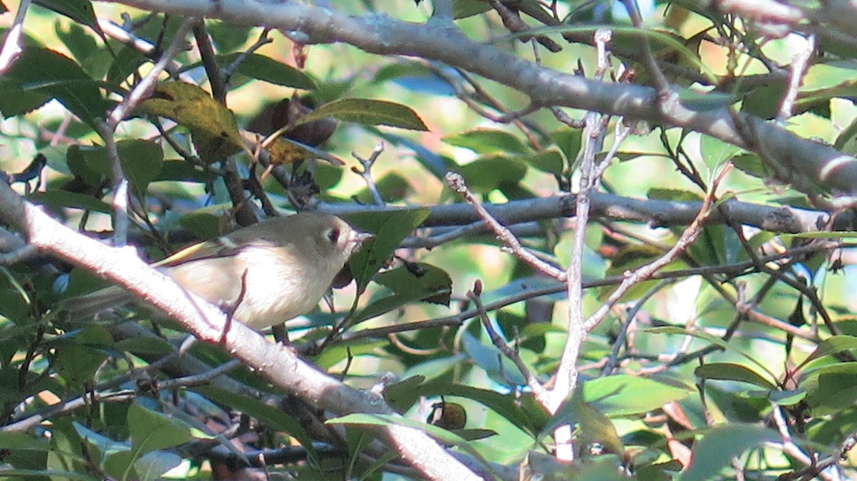 Ruby-crowned Kinglet - ML642837575
