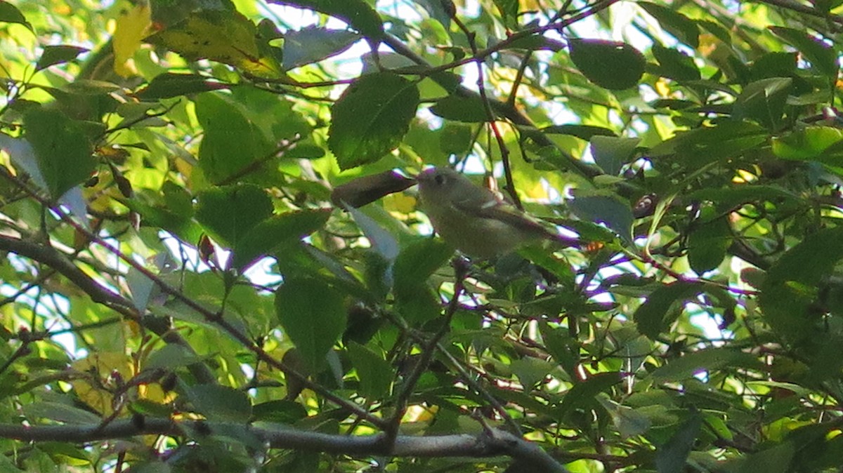 Ruby-crowned Kinglet - ML642837576
