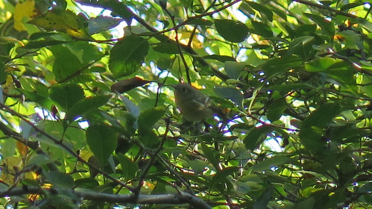 Ruby-crowned Kinglet - ML642837579